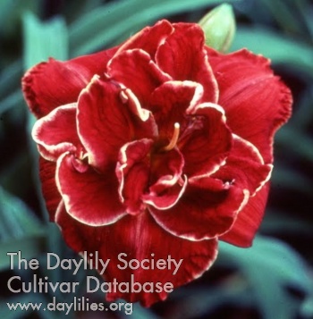 Daylily Imperial Dragon